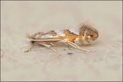 Phyllonorycter maestingella (Muller, 1764) - ����-��������� �������