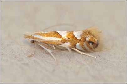 Phyllonorycter maestingella (Muller, 1764) - ����-��������� �������