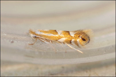Phyllonorycter maestingella (Muller, 1764) - ����-��������� �������