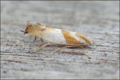 Phyllonorycter roboris (Zeller, 1839) - ����-��������� �������