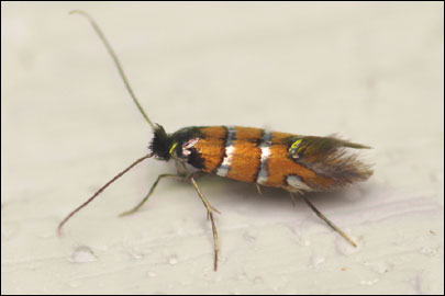 Phyllonorycter schreberella (Fabricius, 1781) - ����-��������� ��������
