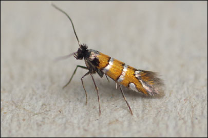 Phyllonorycter schreberella (Fabricius, 1781) - ����-��������� ��������