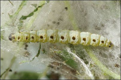 Yponomeuta mahalebella Guenee, 1845 -   