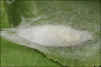 Yponomeuta mahalebella Guenee, 1845 -   