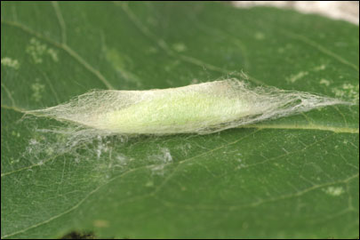 Ypsolopha asperella (Linnaeus, 1761) -   