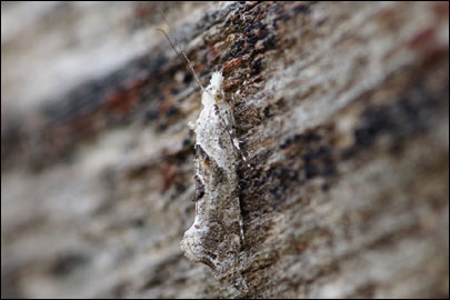 Ypsolopha asperella (Linnaeus, 1761) - ����������� ���� ���������