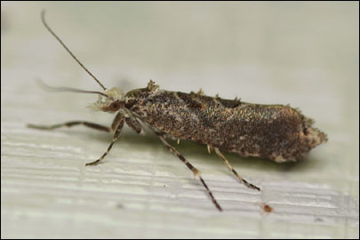 Ypsolopha horridella (Treitschke, 1835) - ����������� ���� ��������