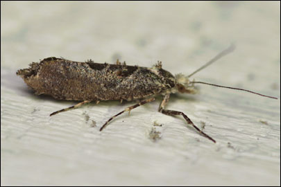 Ypsolopha horridella (Treitschke, 1835) - ����������� ���� ��������