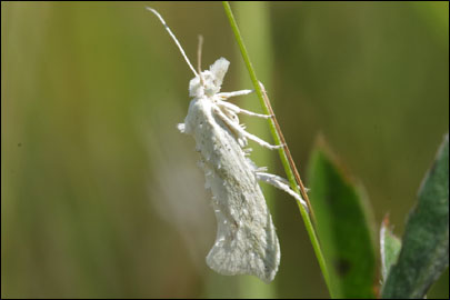 Ypsolopha persicella (Fabricius, 1787) - ����������� ���� ����������