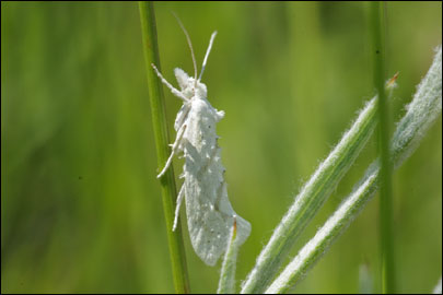 Ypsolopha persicella (Fabricius, 1787) - ����������� ���� ����������