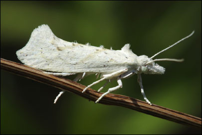 Ypsolopha persicella (Fabricius, 1787) - ����������� ���� ����������