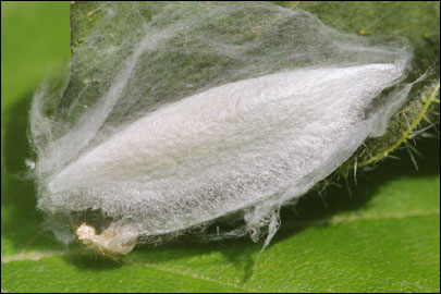 Ypsolopha sequella (Clerck, 1759) - ����������� ���� ������
