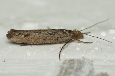 Ypsolopha ustella (Clerck, 1759) -   