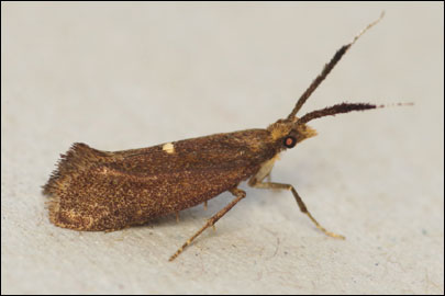 Eidophasia messingiella (Fischer von Roslerstamm, 1841) - ��������� ���� ��������