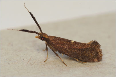 Eidophasia messingiella (Fischer von Roslerstamm, 1841) - ��������� ���� ��������