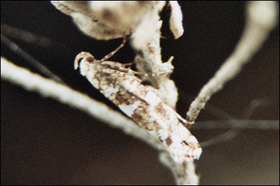 Acrolepiopsis assectella caucasica Zagulajev, 1980 -   ---