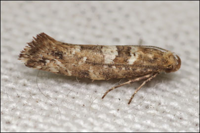 Acrolepiopsis assectella caucasica Zagulajev, 1980 - ��������� ���� ---