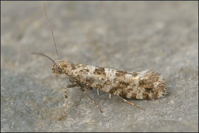 Digitivalva christophi (Toll, 1958) - ��������� ���� ��������