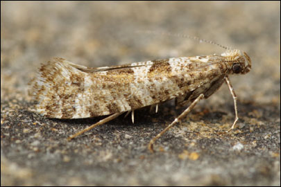 Digitivalva christophi (Toll, 1958) - ��������� ���� ��������