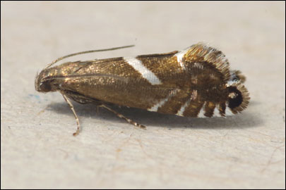 Glyphipterix forsterella (Fabricius, 1781) - �������������� ��������