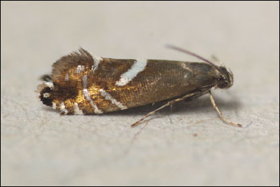 Glyphipterix forsterella (Fabricius, 1781) - �������������� ��������