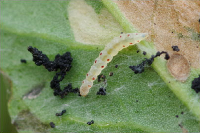 Bedellia somnulentella (Zeller, 1847) - ��������-���� ��������