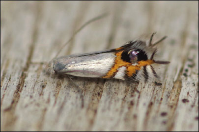 Leucoptera malifoliella (Costa, [1836]) - ��������-���� �������������