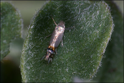 Leucoptera onobrychidella Klimesch 1937 - - 