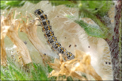 Ethmia bipunctella (Fabricius, 1775) - ������������� ����  ������������