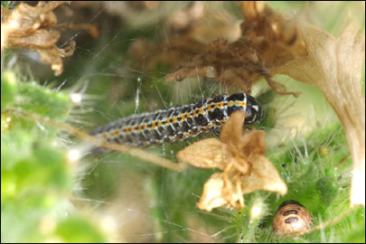 Ethmia bipunctella (Fabricius, 1775) - ������������� ����  ������������