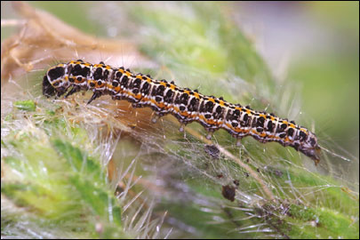 Ethmia bipunctella (Fabricius, 1775) - ������������� ����  ������������