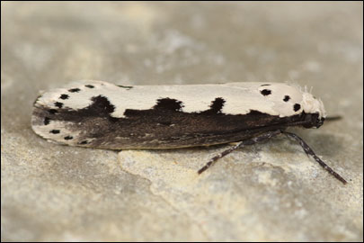 Ethmia bipunctella (Fabricius, 1775) - ������������� ����  ������������