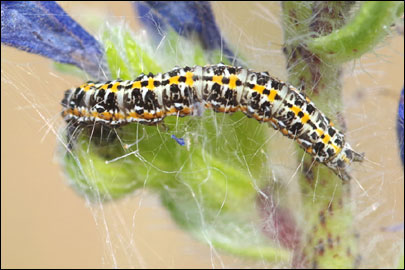 Ethmia bipunctella (Fabricius, 1775) - ������������� ����  ������������