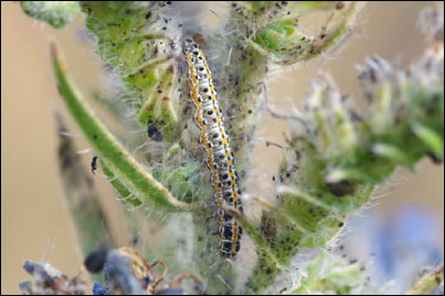 Ethmia bipunctella (Fabricius, 1775) - ������������� ����  ������������
