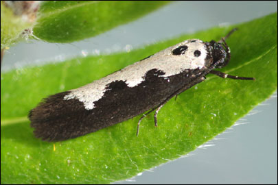 Ethmia haemorrhoidella (Eversmann, 1844) -   ---