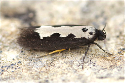 Ethmia haemorrhoidella (Eversmann, 1844) -   ---