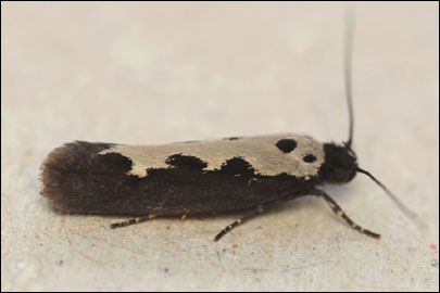 Ethmia haemorrhoidella (Eversmann, 1844) -   ---
