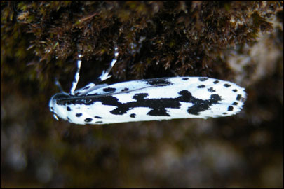 Ethmia pusiella (Linnaeus, 1758) -   