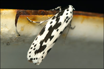 Ethmia pusiella (Linnaeus, 1758) -   