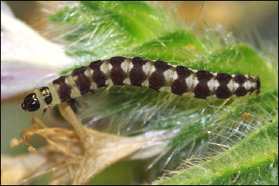 Ethmia terminella Fletcher, 1938 - ������������� ���� ---