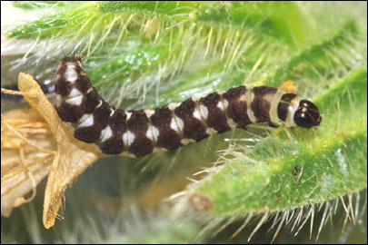 Ethmia terminella Fletcher, 1938 - ������������� ���� ---