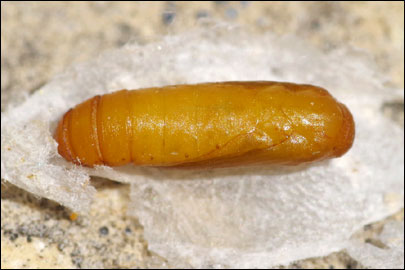 Ethmia terminella Fletcher, 1938 - ������������� ���� ---