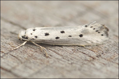 Ethmia terminella Fletcher, 1938 - ������������� ���� ---
