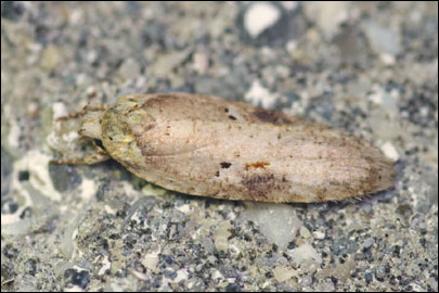 Agonopterix alstromeriana (Clerck, 1759) -   