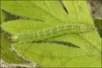 Agonopterix curvipunctosa (Haworth, [1811]) - ������� ���� �������������