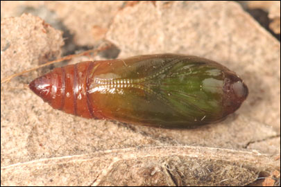 Agonopterix curvipunctosa (Haworth, [1811]) - ������� ���� �������������
