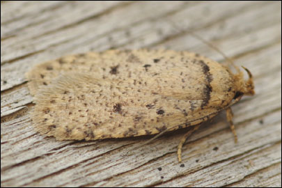 Agonopterix curvipunctosa (Haworth, [1811]) - ������� ���� �������������