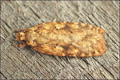 Agonopterix ferocella (Chretien, 1910) - ������� ���� ---