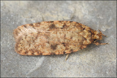 Agonopterix ferocella (Chretien, 1910) - ������� ���� ---