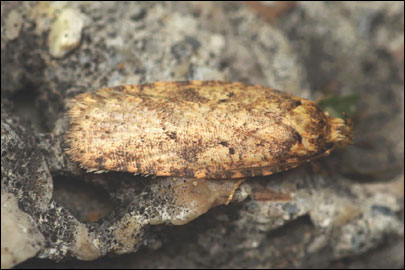 Agonopterix ferocella (Chretien, 1910) - ������� ���� ---